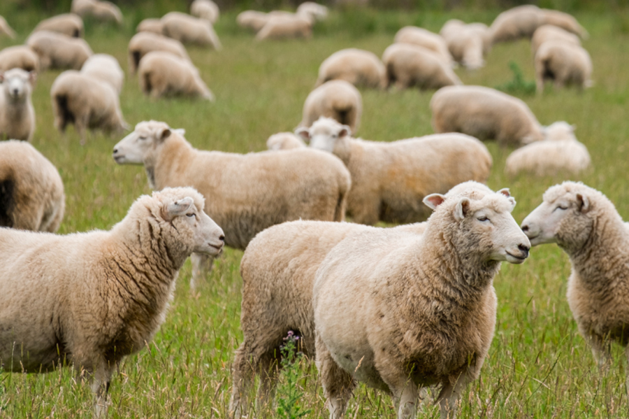experiència nafent lloguer bicicletes masia ecològica empordà