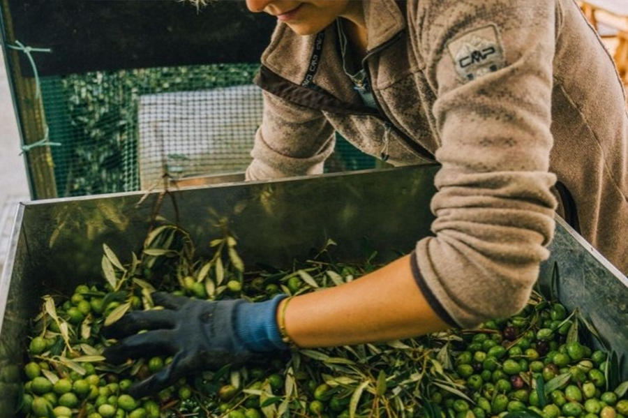 Experiència bicicleta empordà oli d'oliva