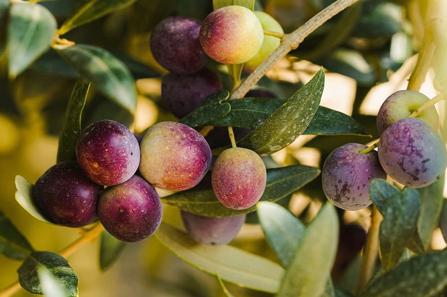 experiència nafent lloguer bicicleta vida al camp empordà