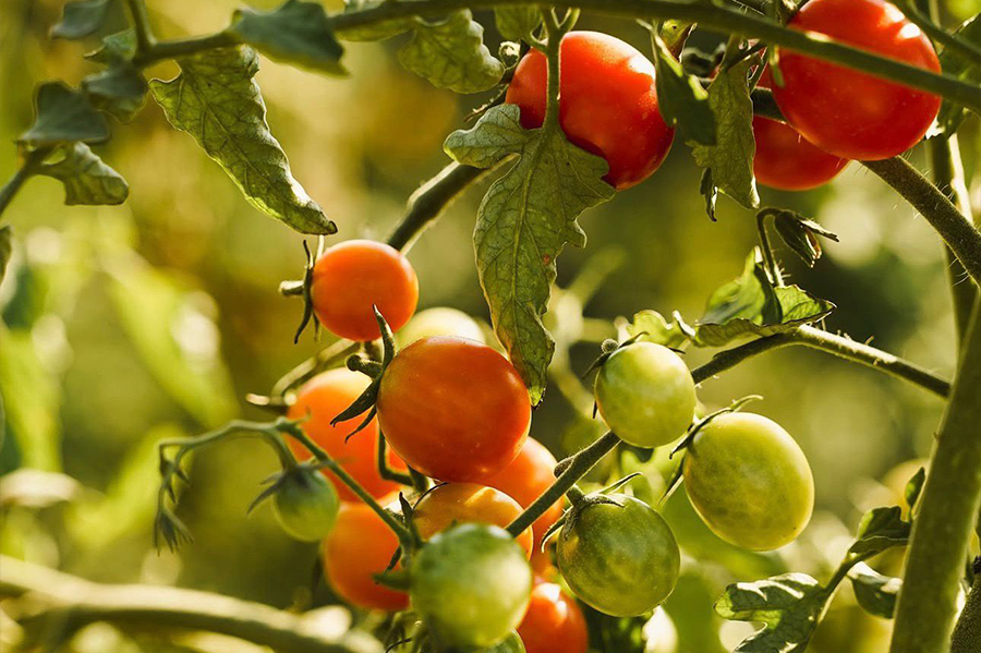 experiència nafent lloguer bicicleta producte local empordà