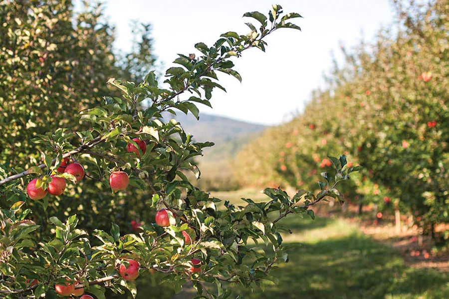experiencia nafent lloguer biciletes visita sidra costa brava