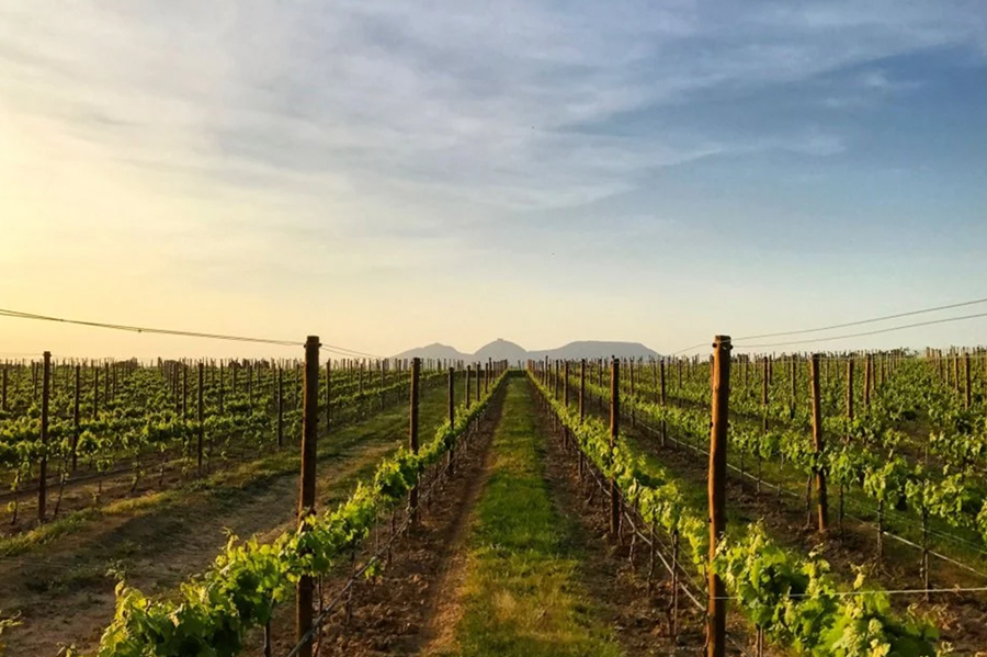 experiències nafent lloguer bicicletes tast de vins costa brava